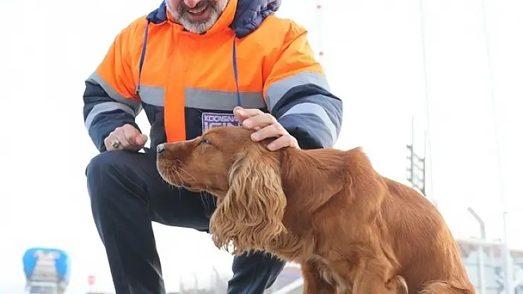 KOCASİNAN'DA SEVİMLİ KÜÇÜK DOSTLARA YEM VE MAMA TAKVİYESİ