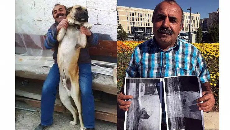 Köpeği 'Cino'yu bulana ödül verecek