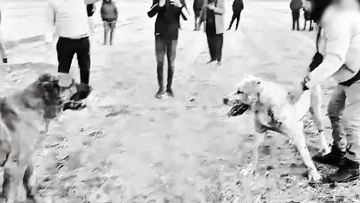 KÖPEK DÖVÜŞTÜREN 8 ŞAHIS GÖZALTINA ALINDI