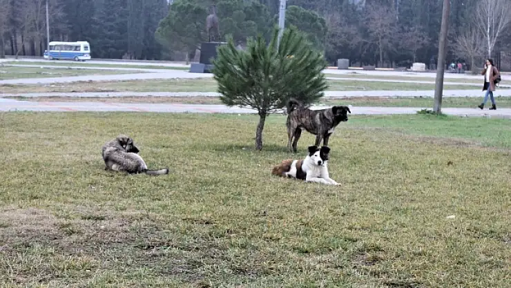 Köpek ısırıklarının yüzde 75'i sahipli köpekler tarafından gerçekleştiriliyor.