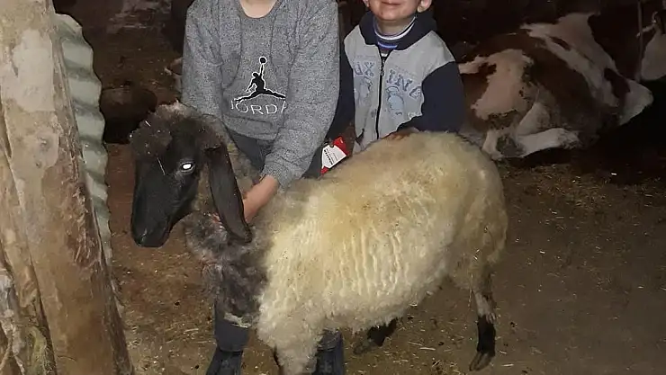 KOYUNUNU, BİZ BİZE YETERİZ TÜRKİYEM KAMPANYASINA BAĞIŞLADI