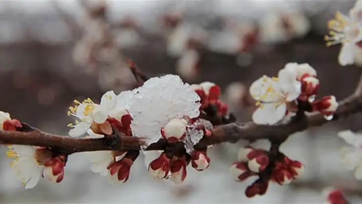 Meteoroloji duyurdu: Kayseri'ye zirai don uyarısı