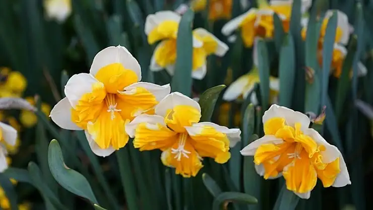Nergis çiçeği, Kayseri'de kansere karşı birlikteliğin sembolü oldu