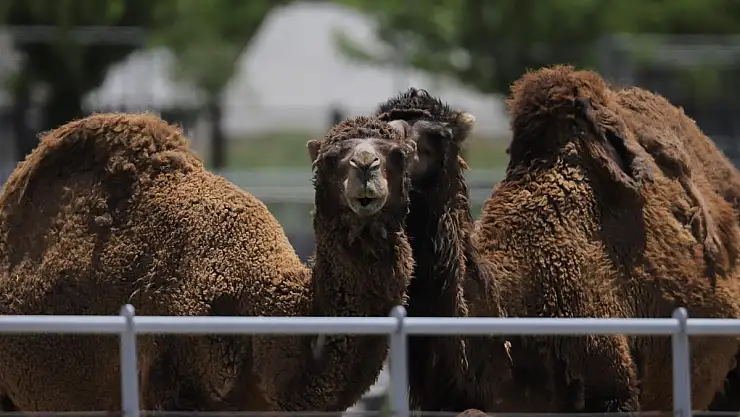 NORMALLEŞMEYLE BİRLİKTE HAYVANAT BAHÇESİ KAPILARINI AÇIYOR