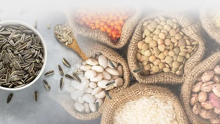 PAN-PA siyah çekirdek alımlarına başladı