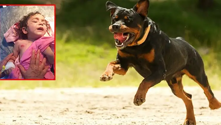 Rottweiler Cinsi Köpeğin Saldırdığı 2 Yaşındaki Almila Ölümden Döndü