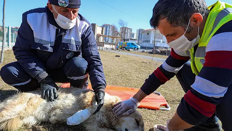 SEVİMLİ DOSTLARIN İMDADINA 'PATİ KURTARAN' YETİŞİYOR