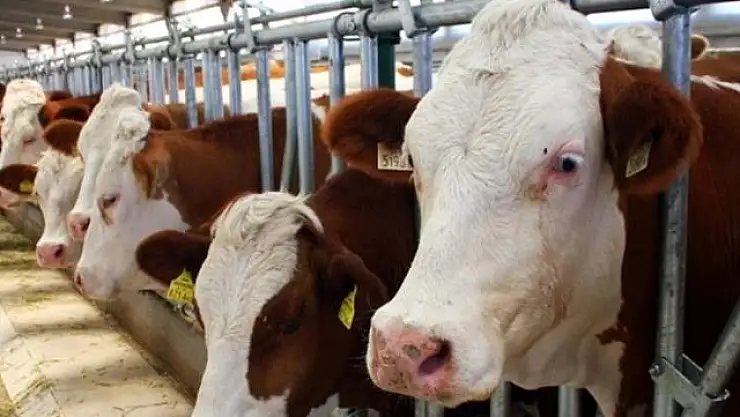 SON DAKİKA! DİYANET KURBAN KESİM ÜCRETİNİ BELİRLEDİ