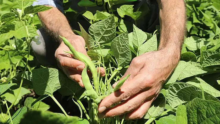 TALAS BELEDİYESİ İLÇENİN 'TARIM DESENİ'Nİ DEĞİŞTİRİYOR