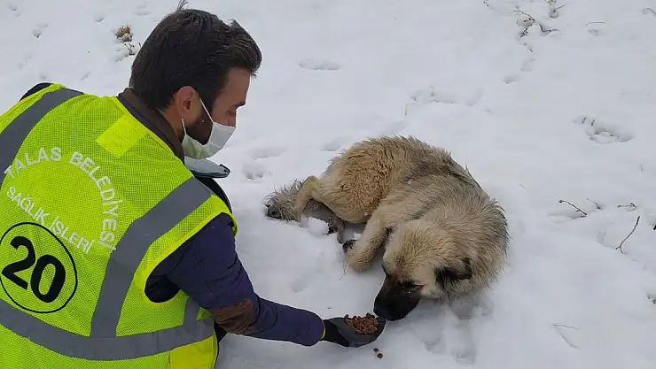 TALAS'IN SOKAK HAYVANLARI ÖZEL EKİBİ