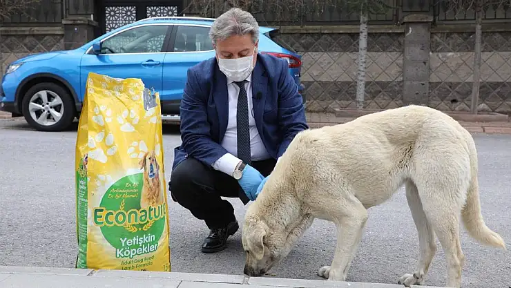 TAM KAPANMADA MELİKGAZİ'DE SOKAK HAYVANLARI UNUTULMADI