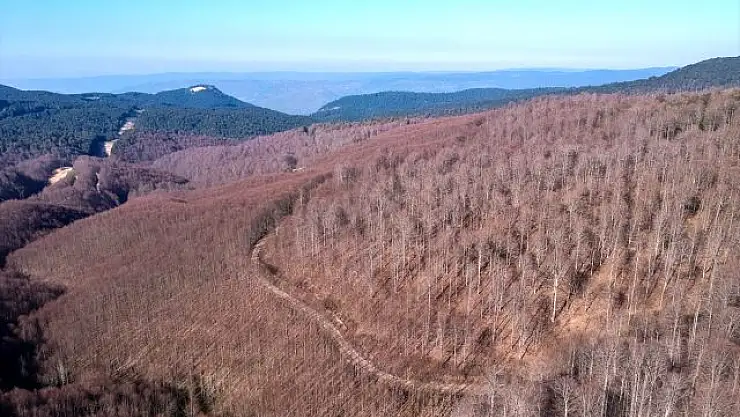 TIRTILLAR ORMANI İSTİLA ETTİ,AĞAÇLARDA YAPRAK KALMADI