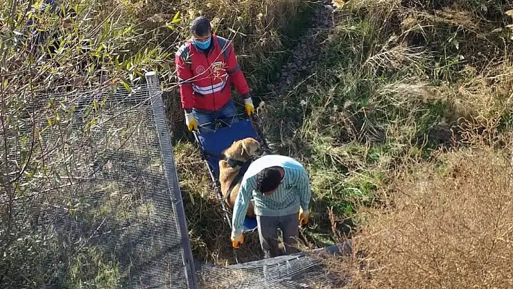 TRENİN ÇARPTIĞI KÖPEĞE, KÜÇÜK DOSTLAR AMBULANSI ANINDA MÜDAHALE ETTİ