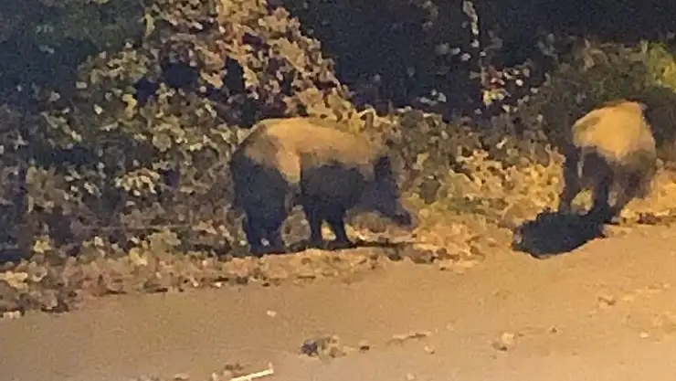 YABAN DOMUZLARI MAHALLEYE İNDİ