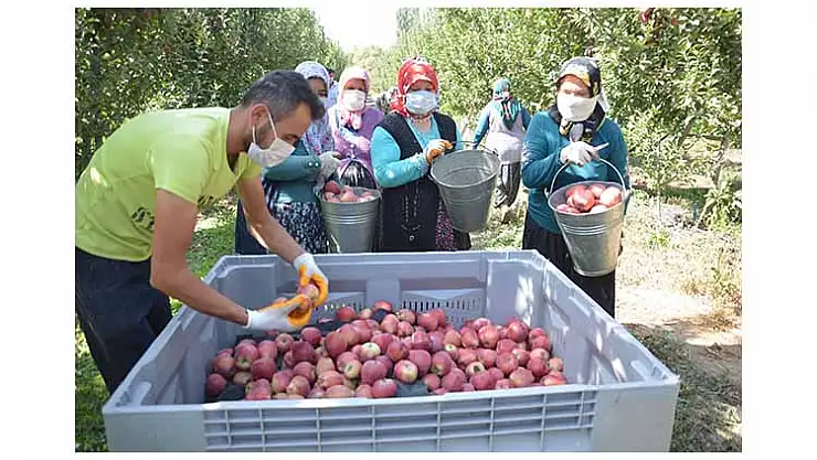 YAHYALI'DA ELMA HASADI BAŞLADI