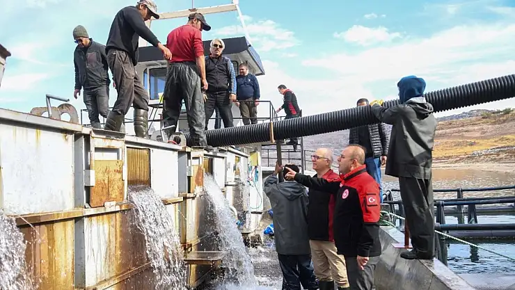 Yamula'da Türk somonu hasadı için balık transferi yapıldı