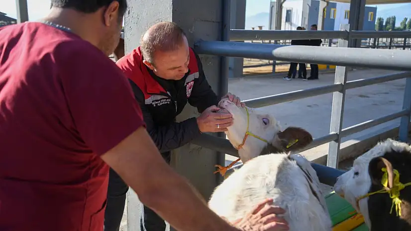 Canlı hayvan pazarı açıldı, denetimler başladı