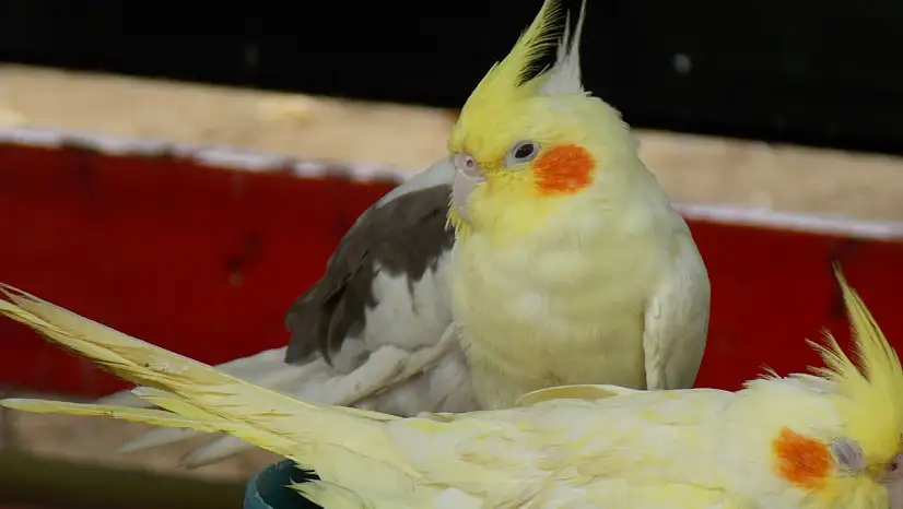 Petshoplarda papağan satışlarına ruhsat şartı