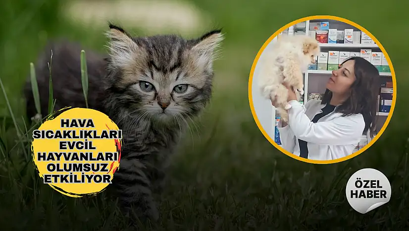 Sıcak hava en çok onları zorluyor! Evcil hayvan sahiplerine yaz uyarısı