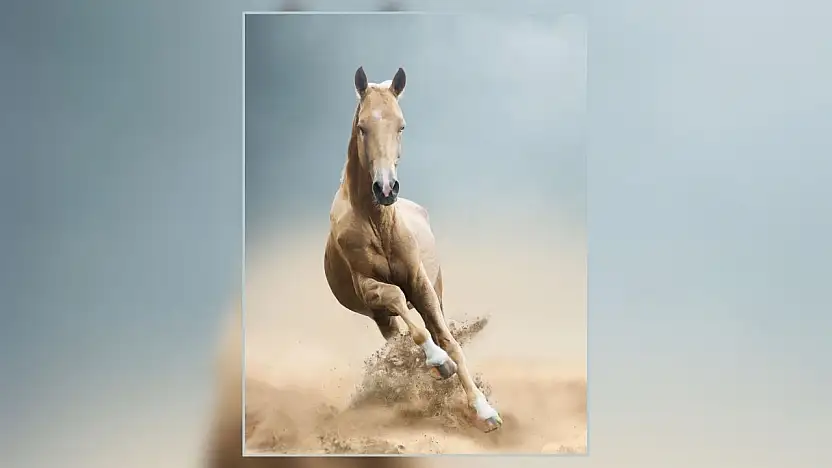 Altın parıltılı efsane: Yok olmanın eşiğinden dönen Ahal Teke atı