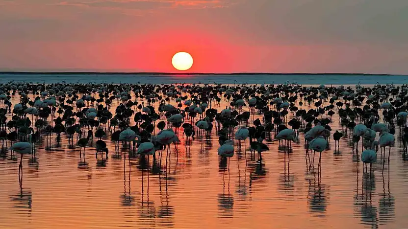Bakan Kurum: 12 bin 800 yavru flamingo Tuz Gölü'nde yaşam buldu