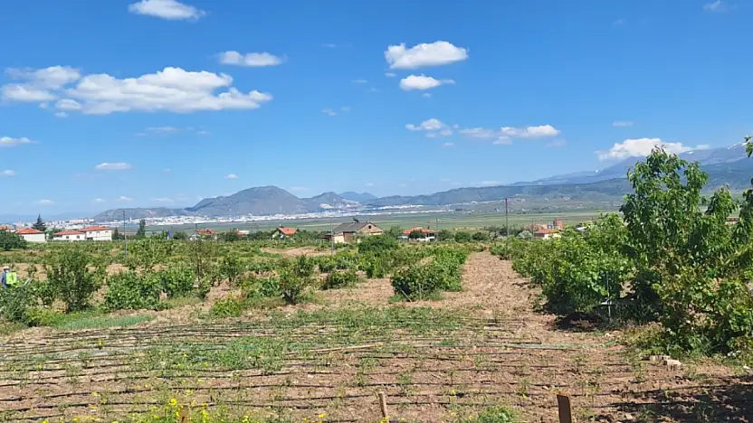 Bedir Bağları'nda yaprak hasadı başladı