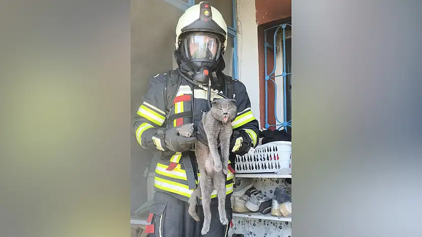 Büyükşehir İtfaiyesi, yangında mahsur kalan 6 kediyi kurtardı