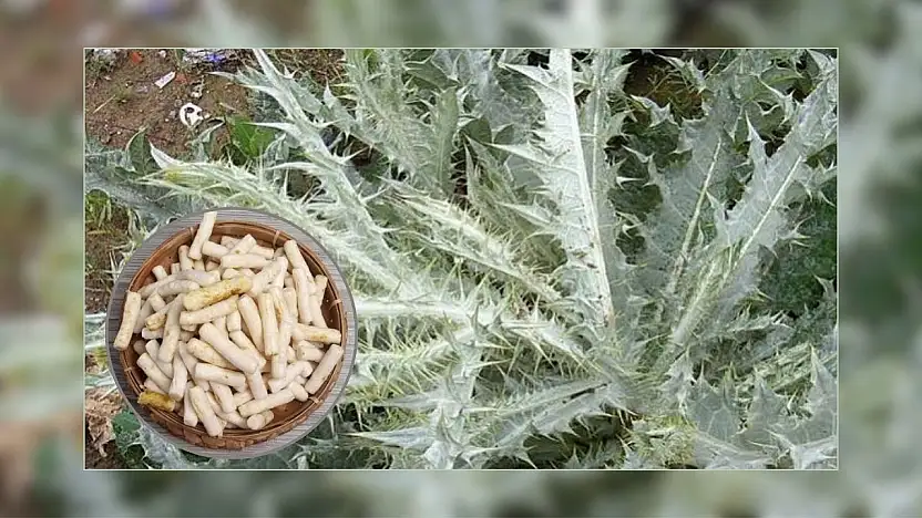 Doğal şifa arayanların gözdesi: Kenger Sakızı