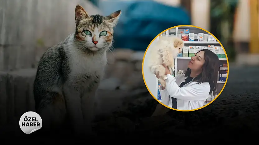 Evcil hayvan sahiplerinin en sık yaptığı 5 hata: Veterinerden uyarı