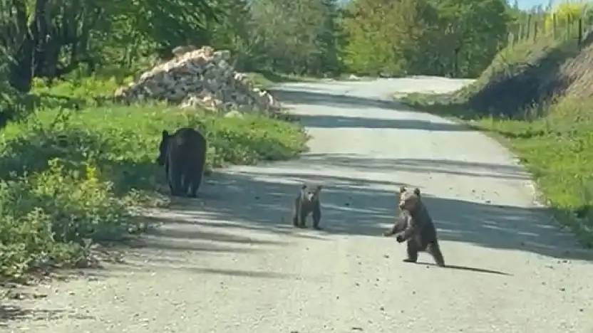 Kardeşlerin anne ayı ve yavruları ile sohbeti gülümsetti