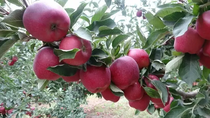 Kayseri'de 65 ton elma icradan satışa çıkarılıyor
