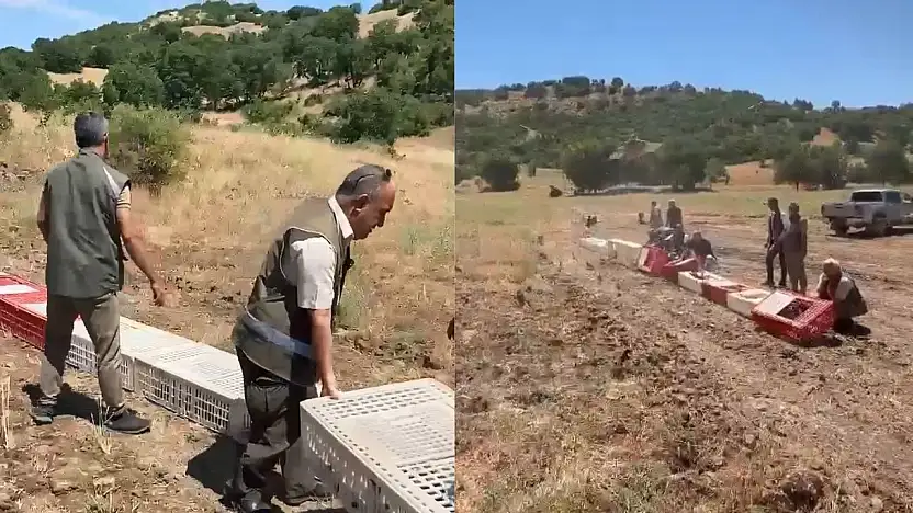 Kenelerle mücadele için doğaya 300 kınalı keklik bırakıldı