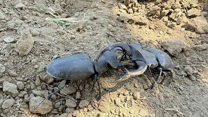 Nesli tükenme tehlikesi altındaki geyik böceği Gördes'te görüldü