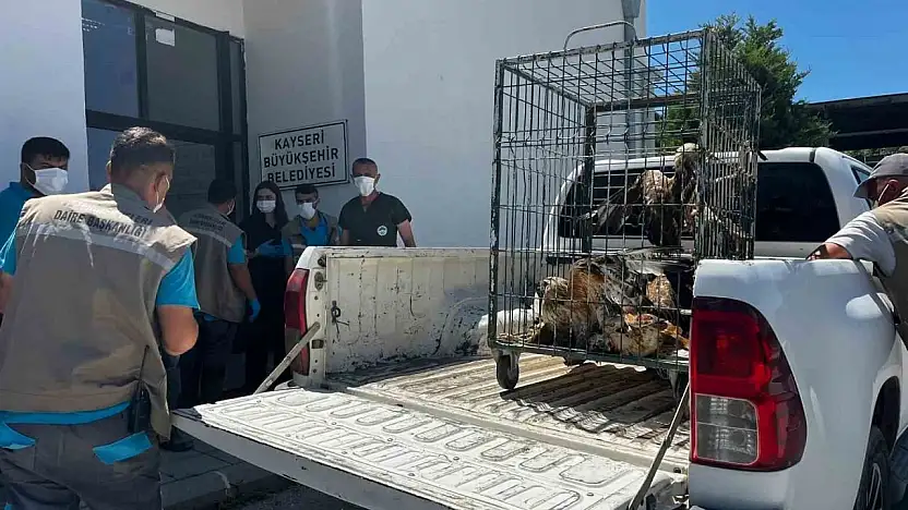 Rehabilitasyonu tamamlanan 35 yaban kuşu doğayla buluşturuldu