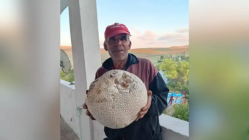 Sarız'da dev mantarlar görenleri şaşırttı