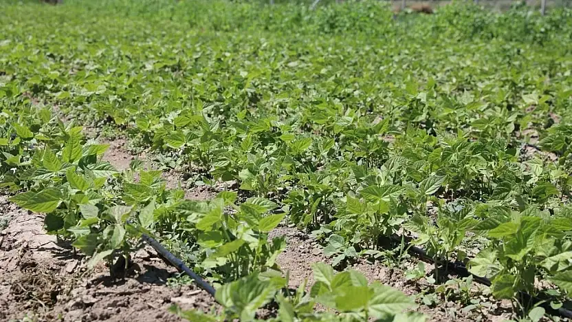 Tarımda kadın imzası: Kocasinan'daki proje Türkiye'ye örnek oluyor