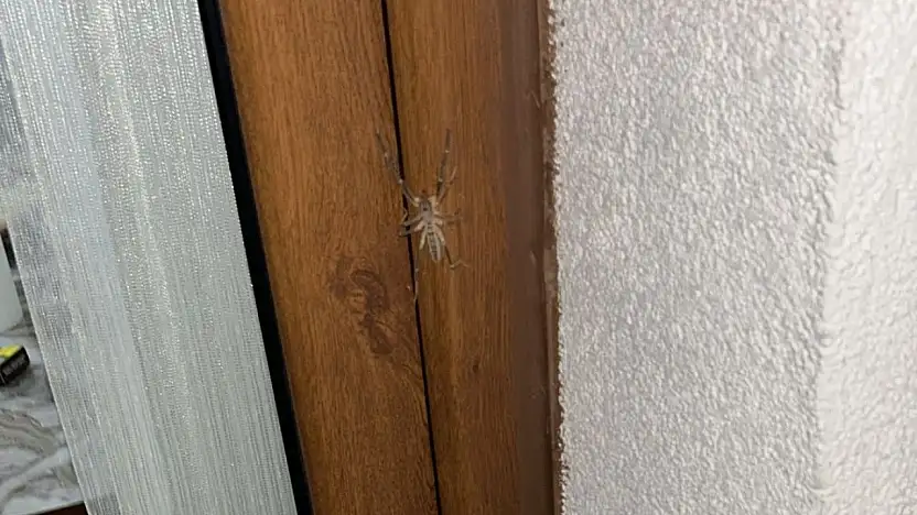 Tavlusun'da korkutan görüntü! Balkonda görülen Sarıkız panik yarattı