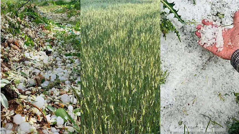 Tomarza'da yağan dolu, tarım arazilerinde zarara neden oldu