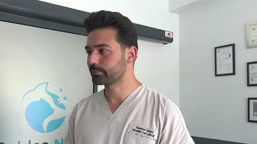 Veteriner Cingil'den kene uyarısı! Evcil hayvan sahipleri dikkat