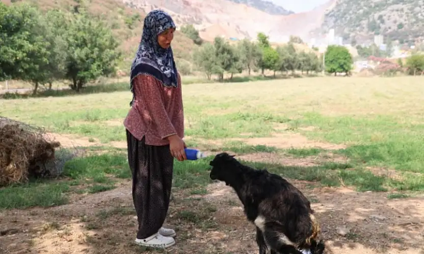 Annesinin reddettiği oğlak, anne sevgisini Hayriye teyzenin yanında buldu