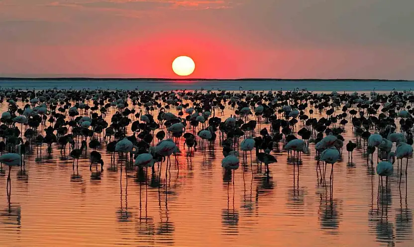 Bakan Kurum: 12 bin 800 yavru flamingo Tuz Gölü'nde yaşam buldu