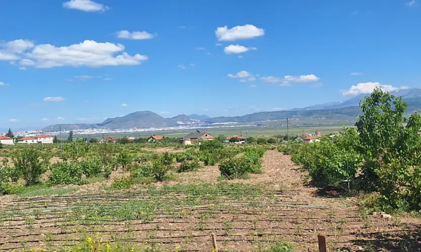 Bedir Bağları'nda yaprak hasadı başladı