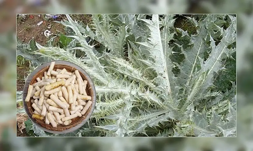 Doğal şifa arayanların gözdesi: Kenger Sakızı