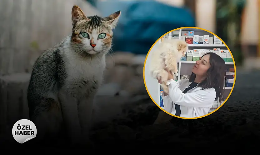 Evcil hayvan sahiplerinin en sık yaptığı 5 hata: Veterinerden uyarı