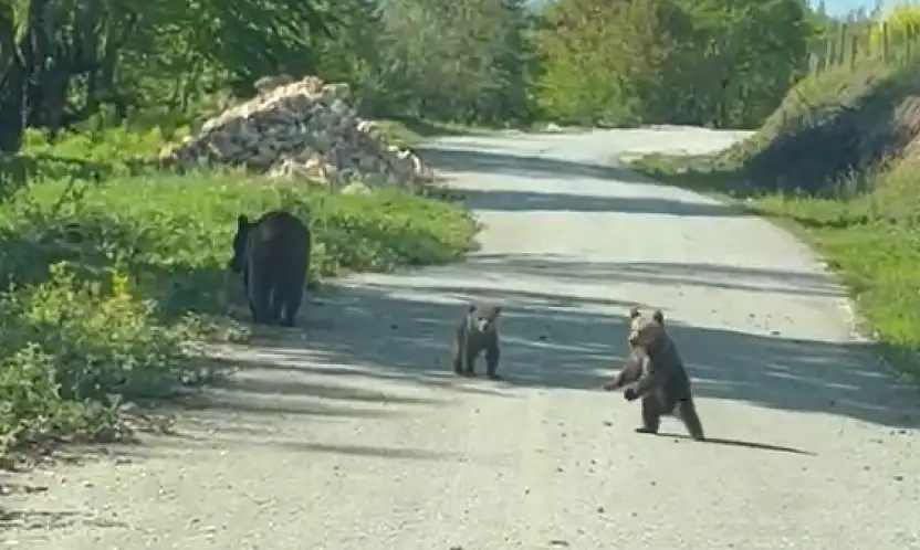 Kardeşlerin anne ayı ve yavruları ile sohbeti gülümsetti