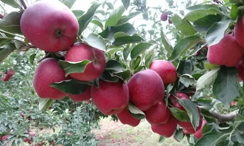 Kayseri'de 65 ton elma icradan satışa çıkarılıyor