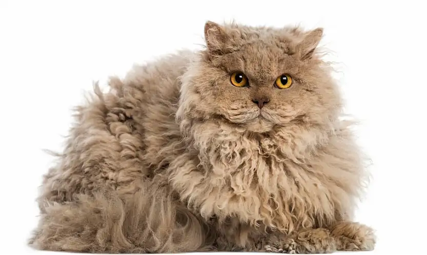Kıvırcık tüyleriyle ilgi odağı: Selkirk Rex kedilerine ilgi artıyor