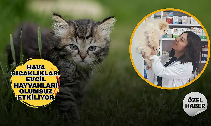 Sıcak hava en çok onları zorluyor! Evcil hayvan sahiplerine yaz uyarısı