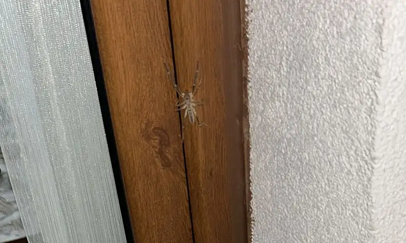 Tavlusun'da korkutan görüntü! Balkonda görülen Sarıkız panik yarattı