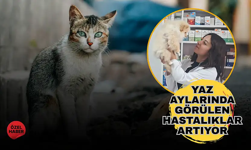 Yüksek hava sıcaklıkları yalnız insanları değil, sokak hayvanlarını da zorluyor